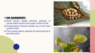 Stem Rust Of Wheat caused by P. graminis | PPTX
