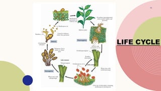 Stem Rust Of Wheat caused by P. graminis | PPTX