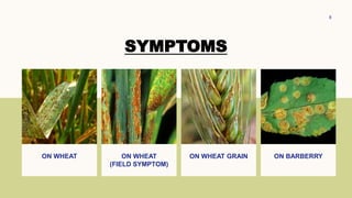 Stem Rust Of Wheat caused by P. graminis | PPTX