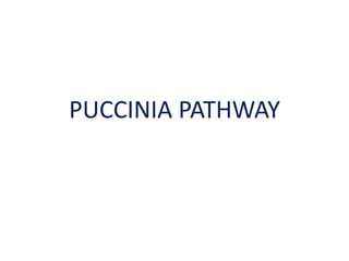 PUCCINIA PATHWAY
 