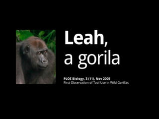 Leah,
a gorila
PLOS Biology, 3 (11), Nov 2005
First Observation of Tool Use in Wild Gorillas
 