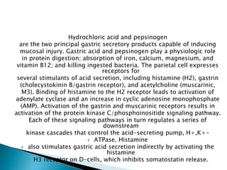 Hydrochloric acid and pepsinogen
are the two principal gastric secretory products capable of inducing
mucosal injury. Gastric acid and pepsinogen play a physiologic role
in protein digestion; absorption of iron, calcium, magnesium, and
vitamin B12; and killing ingested bacteria. The parietal cell expresses
receptors for
several stimulants of acid secretion, including histamine (H2), gastrin
(cholecystokinin B/gastrin receptor), and acetylcholine (muscarinic,
M3). Binding of histamine to the H2 receptor leads to activation of
adenylate cyclase and an increase in cyclic adenosine monophosphate
(AMP). Activation of the gastrin and muscarinic receptors results in
activation of the protein kinase C/phosphoinositide signaling pathway.
Each of these signaling pathways in turn regulates a series of
downstream
kinase cascades that control the acid-secreting pump, H+,K+-
 ATPase. Histamine
 also stimulates gastric acid secretion indirectly by activating the
histamine
 H3 receptor on D-cells, which inhibits somatostatin release.
 