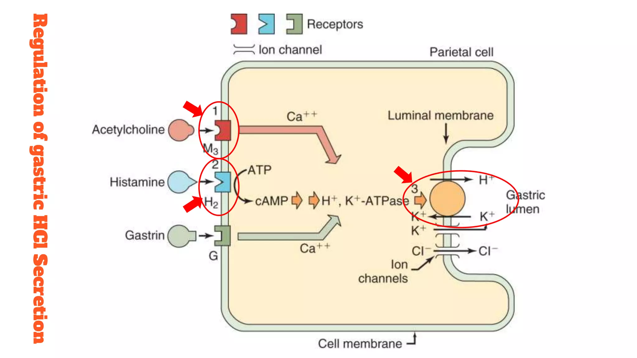 Pharmacology of anti ulcer drugs | PPTX