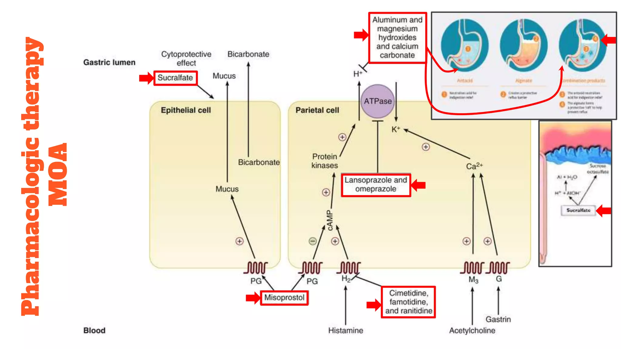 Pharmacology of anti ulcer drugs | PPTX