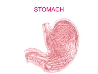STOMACH
 