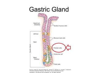 Gastric Gland
 