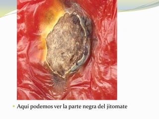  Aquí podemos ver la parte negra del jitomate
 