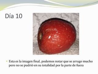 Día 10
 Esta es la imagen final, podemos notar que se arrugo mucho
pero no se pudrió en su totalidad por la parte de fuera
 