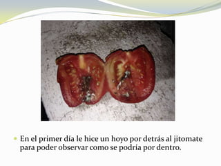  En el primer día le hice un hoyo por detrás al jitomate
para poder observar como se podría por dentro.
 