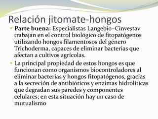 Relación jitomate-hongos
 Parte buena: Especialistas Langebio–Cinvestav
trabajan en el control biológico de fitopatógenos
utilizando hongos filamentosos del género
Trichoderma, capaces de eliminar bacterias que
afectan a cultivos agrícolas.
 La principal propiedad de estos hongos es que
funcionan como organismos biocontroladores al
eliminar bacterias y hongos fitopatógenos, gracias
a la secreción de antibióticos y enzimas hidrolíticas
que degradan sus paredes y componentes
celulares; en esta situación hay un caso de
mutualismo
 