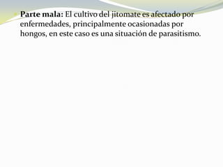  Parte mala: El cultivo del jitomate es afectado por
enfermedades, principalmente ocasionadas por
hongos, en este caso es una situación de parasitismo.
 