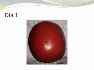 Día 1
 