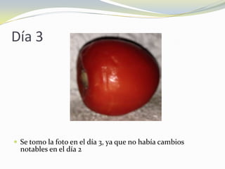 Día 3
 Se tomo la foto en el día 3, ya que no había cambios
notables en el día 2
 