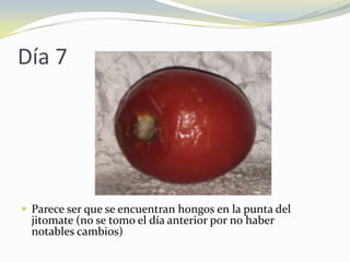 Día 7
 Parece ser que se encuentran hongos en la punta del
jitomate (no se tomo el día anterior por no haber
notables cambios)
 