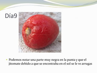 Día9
 Podemos notar una parte muy negra en la punta y que el
jitomate debido a que se encontraba en el sol se le ve arrugas
 