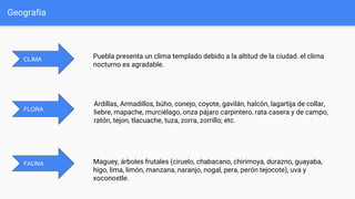 Geografia
CLIMA
FLORA
FAUNA
Puebla presenta un clima templado debido a la altitud de la ciudad. el clima
nocturno es agradable.
Ardillas, Armadillos, búho, conejo, coyote, gavilán, halcón, lagartija de collar,
liebre, mapache, murciélago, onza pájaro carpintero, rata casera y de campo,
ratón, tejon, tlacuache, tuza, zorra, zorrillo; etc.
Maguey, árboles frutales (ciruelo, chabacano, chirimoya, durazno, guayaba,
higo, lima, limón, manzana, naranjo, nogal, pera, perón tejocote), uva y
xoconostle.