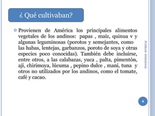 Provienen de América los principales alimentos vegetales de los andinos:  papas , maíz, quinua v y algunas leguminosas (porotos y semejantes, como  las habas, lentejas, garbanzos, poroto de soya y otras especies poco conocidas). También debe incluirse, entre otros, a las calabazas, yuca , palta, pimentón, ají, chirimoya, lúcuma , pepino dulce , maní, tuna  y otros no utilizados por los andinos, como el tomate, café y cacao.  PUEBLOS  INDIGENAS  ¿ Qué cultivaban? 