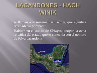 se llaman a sí mismos hach winik, que significa
"verdaderos hombres".
Habitan en el estado de Chiapas, ocupan la zona
selvática del estado que es conocida con el nombre
de Selva Lacandona
 