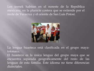 Los teenek habitan en el noreste de la República
mexicana, en la planicie costera que se extiende por el
norte de Veracruz y el oriente de San Luis Potosí.




La lengua huasteca está clasificada en el grupo maya-
totonaco.
El huasteco es la única lengua del grupo maya que se
encuentra separada geográficamente del resto de las
lenguas de esta familia. Este idioma no tiene diferencias
dialectales.
 