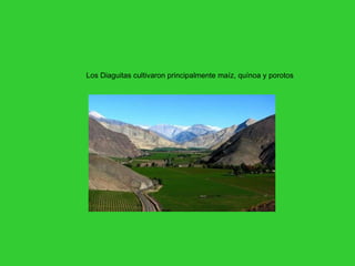 Los Diaguitas cultivaron principalmente maíz, quínoa y porotos 