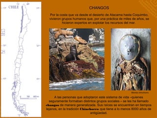 CHANGOS
Por la costa que va desde el desierto de Atacama hasta Coquimbo,
vivieron grupos humanos que, por una práctica de miles de años, se
hicieron expertos en explotar los recursos del mar.
A las personas que adoptaron este sistema de vida –quienes
seguramente formaban distintos grupos sociales – se les ha llamado
changos de manera generalizada. Sus raíces se encuentran en tiempos
lejanos, en la tradición Chinchorro que tiene a lo menos 8000 años de
antigüedad.
Momia chinchorro
 