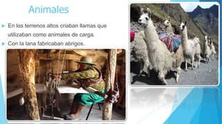 Animales
 En los terrenos altos criaban llamas que
utilizaban como animales de carga.
 Con la lana fabricaban abrigos.
 