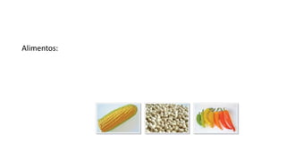 Alimentos:
 