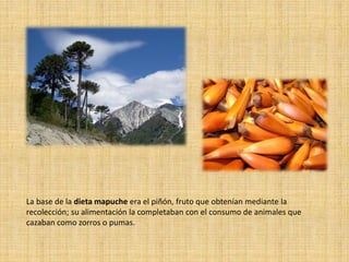 La base de la dieta mapuche era el piñón, fruto que obtenían mediante la
recolección; su alimentación la completaban con el consumo de animales que
cazaban como zorros o pumas.
 