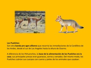 Los Puelches:
Son otra banda pre agro alfarera que recorría las inmediaciones de la Cordillera de
los Andes, desde el sur de Los Angeles hasta la altura de Osorno.
A diferencia de los Pehuenches, la base de la alimentación de los Puelches era la
caza; sus principales presas eran guanacos, zorros y venados. Del mismo modo, los
Puelches cubrían sus cuerpos con cueros y pieles de los animales que cazaban.
 