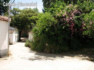 Canaleja (Almonaster) 