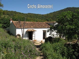 Cincho (Almonaster) 