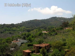 El Calabacino (Alájar) 