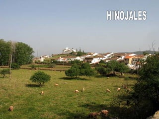 HINOJALES 