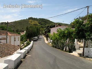 Acebuche (Almonaster) 