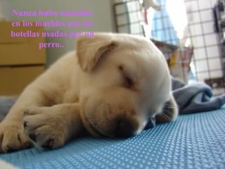 Nunca hubo manchas en los muebles por las botellas usadas por un perro..  