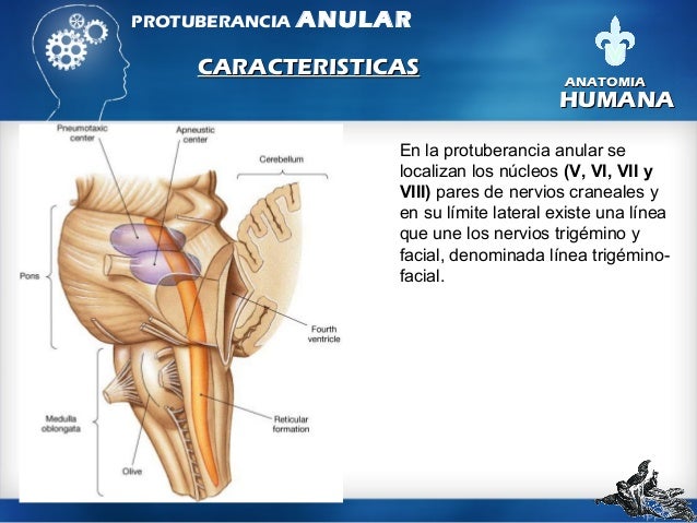 Estructura De La Protuberancia Cerebral - 2020 idea e ...