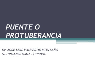 PUENTE O
PROTUBERANCIA
Dr. JOSE LUIS VALVERDE MONTAÑO
NEUROANATOMIA - UCEBOL
 