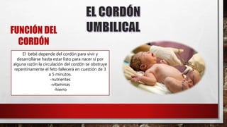 FUNCIÓN DEL
CORDÓN
El bebé depende del cordón para vivir y
desarrollarse hasta estar listo para nacer si por
alguna razón la circulación del cordón se obstruye
repentinamente el feto fallecerá en cuestión de 3
a 5 minutos.
-nutrientes
-vitaminas
-hierro
 