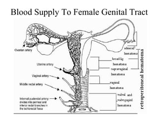 Blood Supply To Female Genital Tract
 