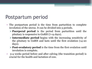 Metrite Puerperal metritis in cattle presentation.pptx