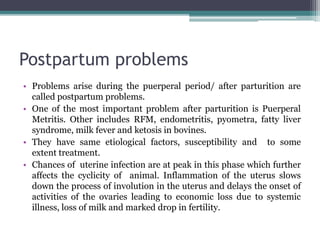 Cow Pyomatra Problem Puerperal metritis in cattle presentation.pptx