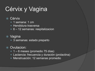 Cérvix y VaginaCérvix1 semana: 1 cmHendidura trasversa6 – 12 semanas: reepitalizacionVagina3 semanas: estado prepartoOvulacion:1 – 6 meses (promedio 75 días)Lactancia: frecuencia y duración (prolactina)Menstruación: 12 semanas promedio
