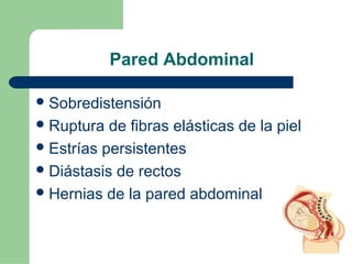 Pared Abdominal
Sobredistensión
Ruptura de fibras elásticas de la piel
Estrías persistentes
Diástasis de rectos
Hernias de la pared abdominal
 
