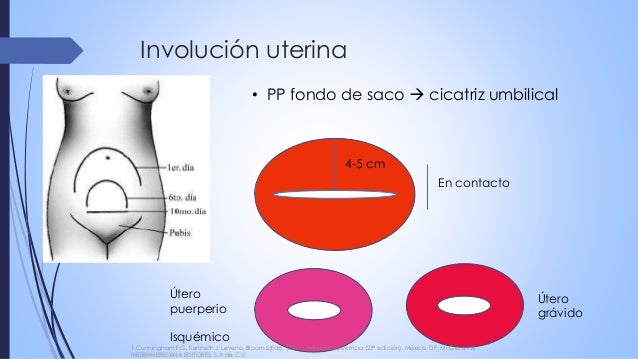 Como Se Valora La Involucion Uterina