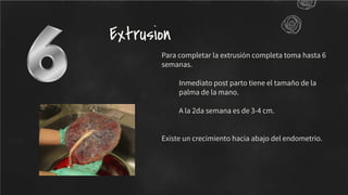 Para completar la extrusión completa toma hasta 6
semanas.
Inmediato post parto tiene el tamaño de la
palma de la mano.
A la 2da semana es de 3-4 cm.
Existe un crecimiento hacia abajo del endometrio.
Extrusion
 