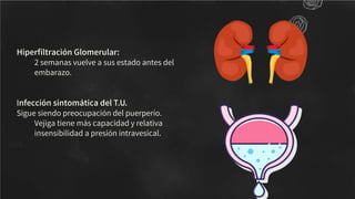 Hiperﬁltración Glomerular:
2 semanas vuelve a sus estado antes del
embarazo.
Infección sintomática del T.U.
Sigue siendo preocupación del puerperio.
Vejiga tiene más capacidad y relativa
insensibilidad a presión intravesical.
 