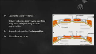 ➢ Ligamento ancho y redondo:
Requieren tiempo para volver a su estado
pregravido y el ejercicio ayuda a su
recuperación.
➢ Se pueden desarrollar Estrías gravidas.
➢ Diastasis de los rectos
 