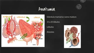 Glándula mamaria o seno maduro
15 a 25 lóbulos
Lóbulos
Alveolos
Anatomia.
 
