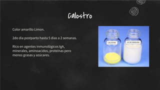 Color amarillo Limon.
2do dia postparto hasta 5 dias a 2 semanas.
Rico en agentes inmunológicos IgA,
minerales, aminoacidos, proteínas pero
menos grasas y azúcares.
Calostro
 