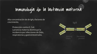 Alta concentración de de IgA y factores de
crecimiento.
Protección contra E. Coli
Lactancia materna disminuye la
incidencia por infecciones de Oído,
respiratorias y gastrointestinales.
Inmunología de la lactancia materna
 